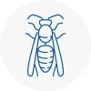 Bridgnorth Wasp Nest Removal